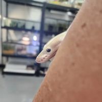 ZOO HOUSE, LLC ico