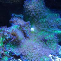 Aquarium Professionals, Inc ico