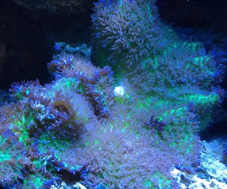 Aquarium Professionals, Inc