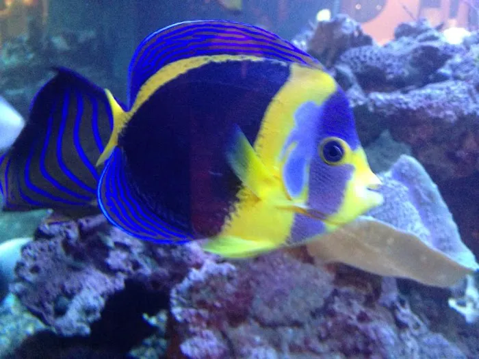 Aquarium Professionals, Inc Picture 3