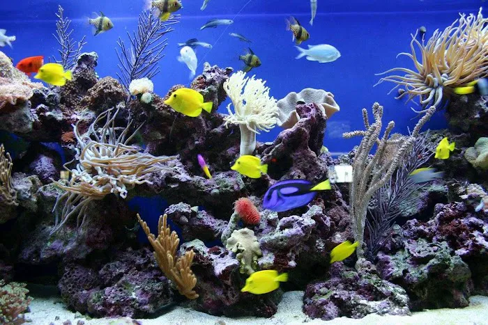 Aquarium Professionals, Inc Picture 2