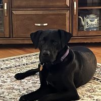 Countryside Veterinary Hospital ico