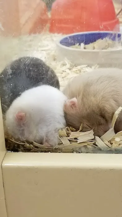 Pet Supermarket Picture 1
