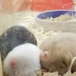 Pet Supermarket