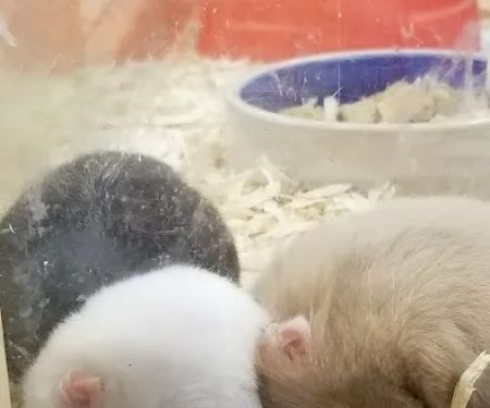 Pet Supermarket