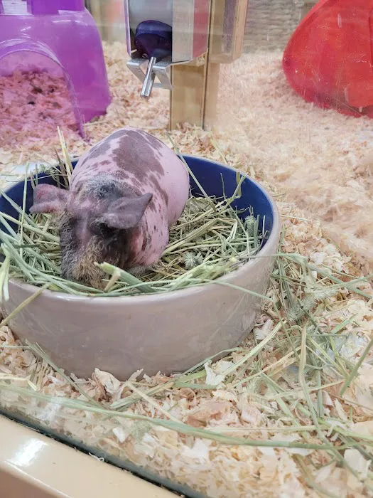 Pet Supermarket Picture 7