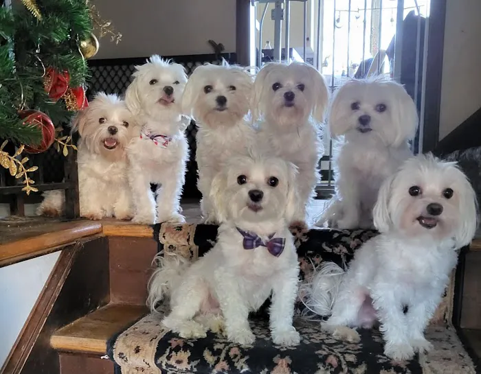 Ansonia Westfield Veterinary Hospital Picture 1