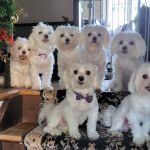 Ansonia Westfield Veterinary Hospital