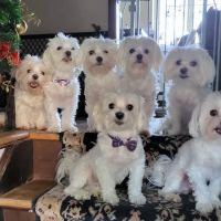 Ansonia Westfield Veterinary Hospital ico