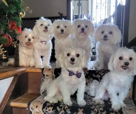 Ansonia Westfield Veterinary Hospital