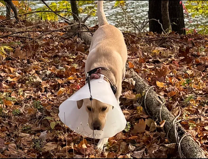 Ansonia Westfield Veterinary Hospital Picture 4