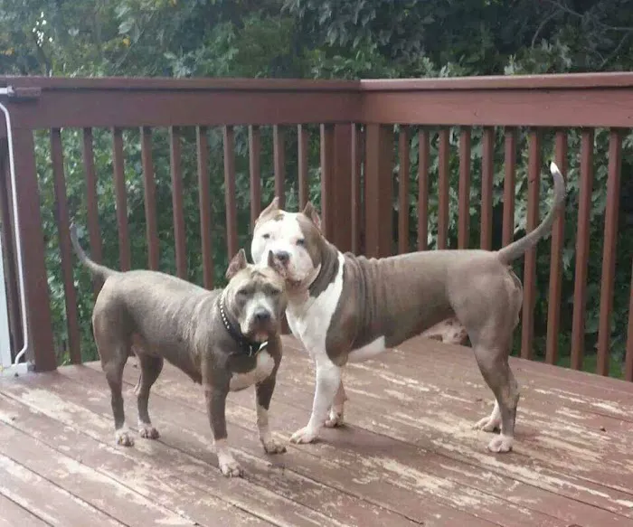 Bethany Veterinary Hospital Picture 10