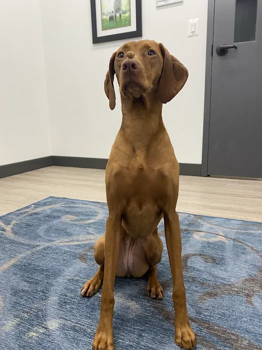 Herndon Animal Medical Center Picture 5