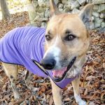 Herndon Animal Medical Center