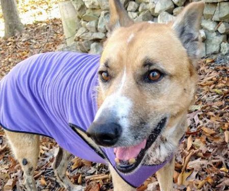 Herndon Animal Medical Center