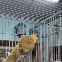 Abriana´s Pet Shop ico