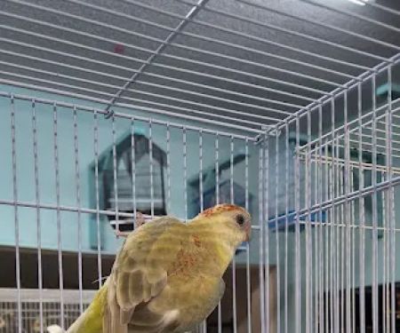 Abriana´s Pet Shop