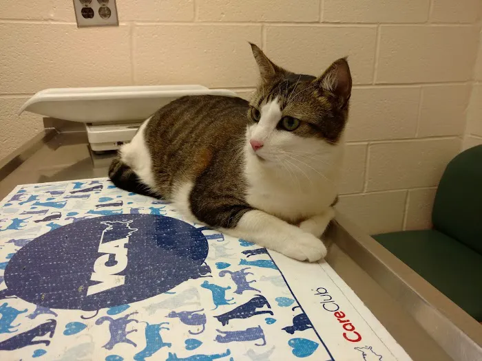 VCA Herndon-Reston Animal Hospital Picture 1