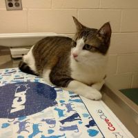 VCA Herndon-Reston Animal Hospital ico