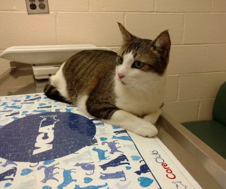 VCA Herndon-Reston Animal Hospital