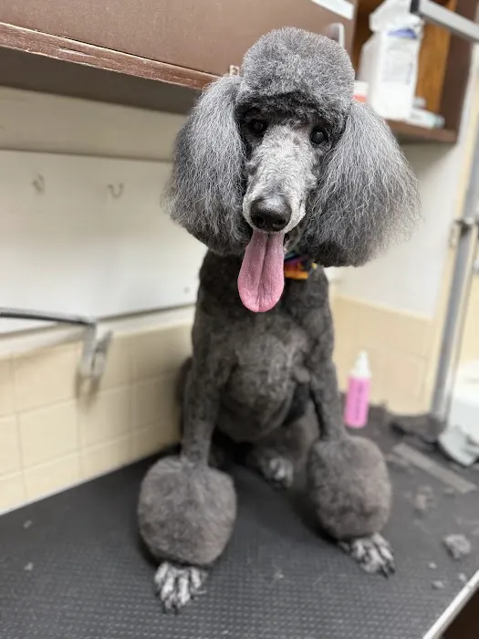 Reston Animal Hospital Picture 8