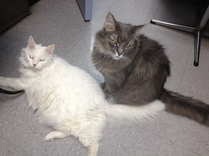 Heritage Animal Hospital Picture 1