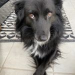 Fairfax Mobile Veterinary Services
