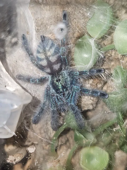 Anything For A Bug LLC Pet Shop Picture 8