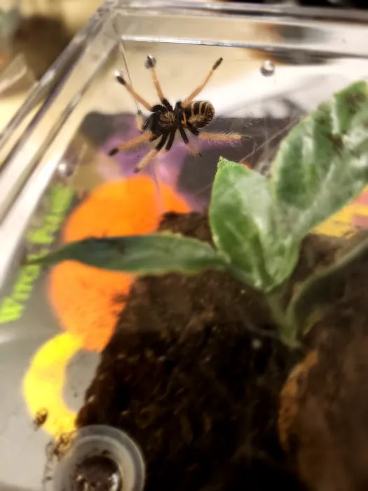 Anything For A Bug LLC Pet Shop Picture 7