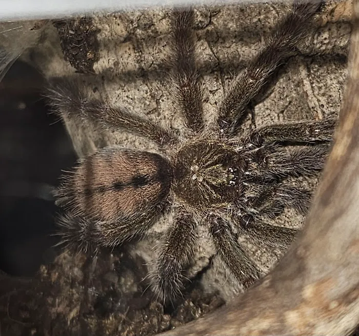 Anything For A Bug LLC Pet Shop Picture 9