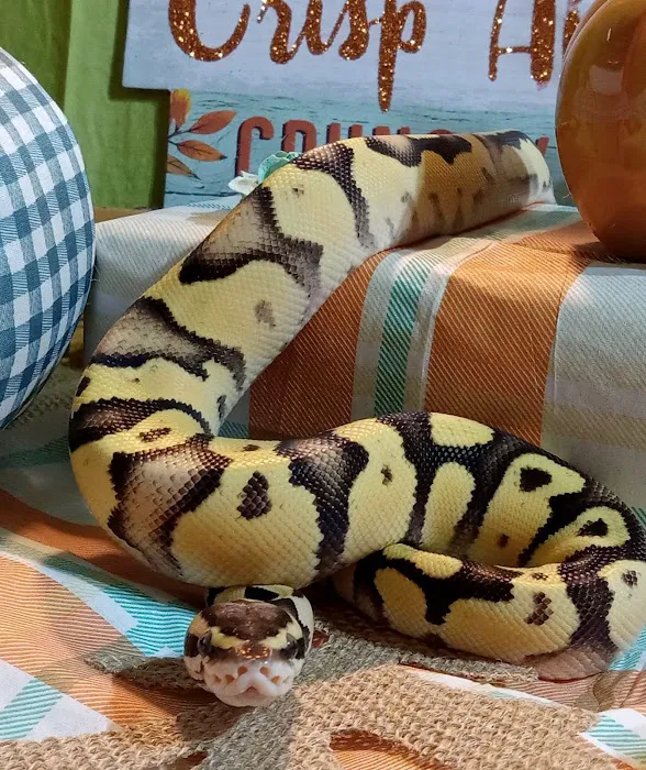 Wilbanks Captive Bred Reptiles Picture 2