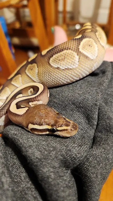 Wilbanks Captive Bred Reptiles Picture 4