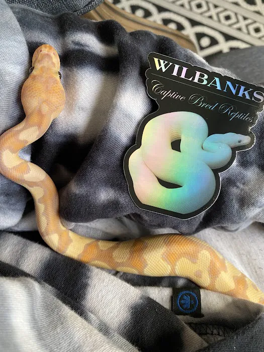 Wilbanks Captive Bred Reptiles Picture 9