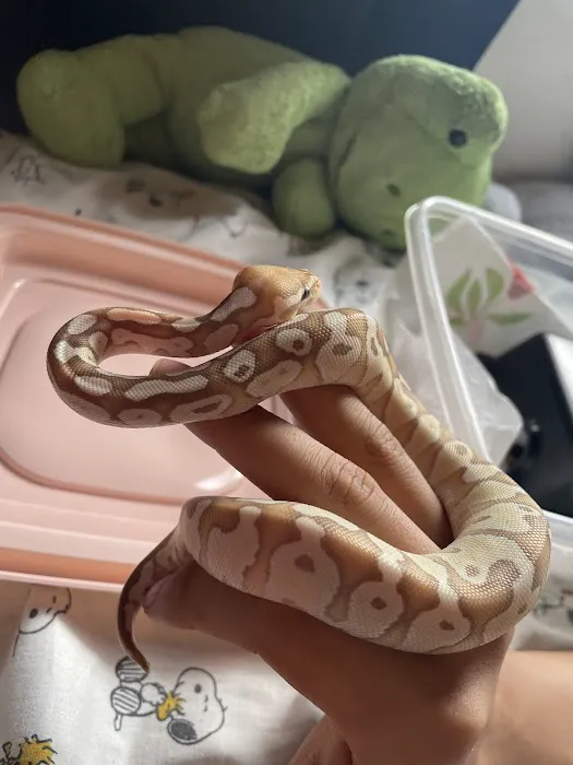 Wilbanks Captive Bred Reptiles Picture 10