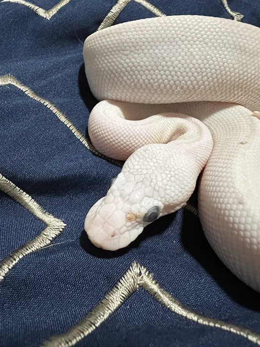 Wilbanks Captive Bred Reptiles Picture 6