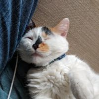 Banfield Pet Hospital ico