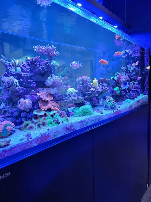 Prestige Worldwide Corals Picture 7