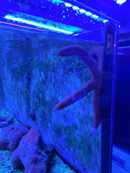Prestige Worldwide Corals Picture 6