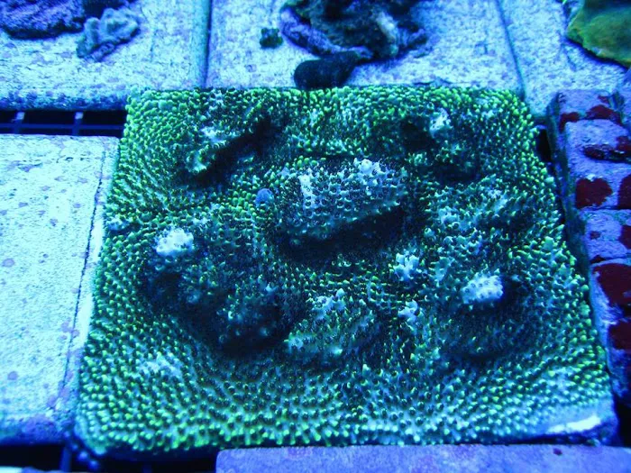 Prestige Worldwide Corals Picture 10