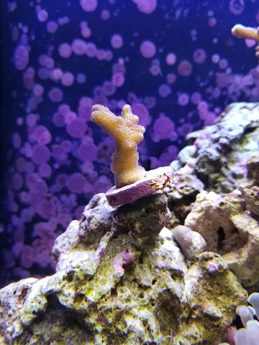 Prestige Worldwide Corals Picture 8