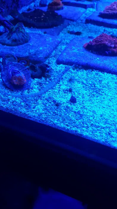 Prestige Worldwide Corals Picture 5
