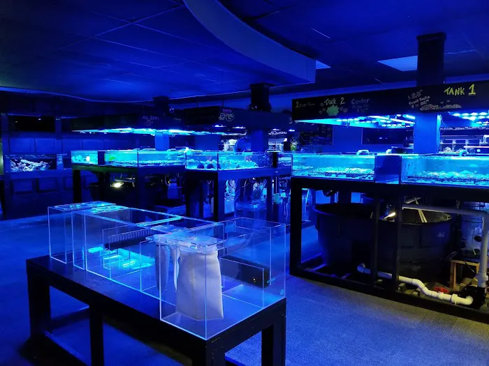 Prestige Worldwide Corals Picture 3
