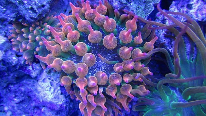 Prestige Worldwide Corals Picture 4