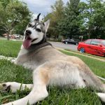 Banfield Pet Hospital