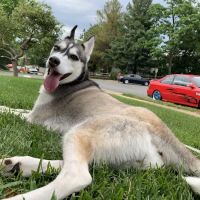 Banfield Pet Hospital ico