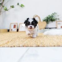 bliss maltipoos ico