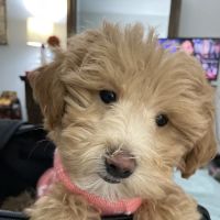 Vienna Animal Hospital ico