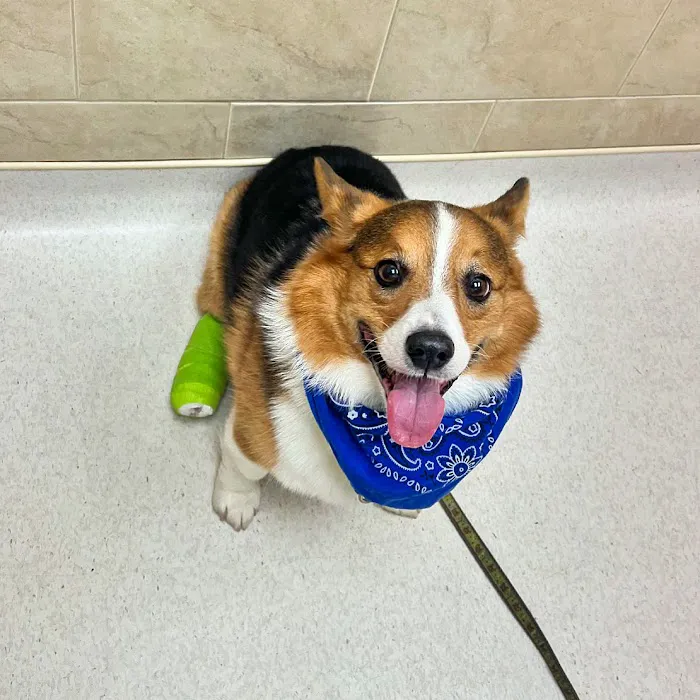 Vienna Animal Hospital Picture 8