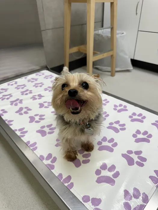 Oakton-Vienna Veterinary Hospital Picture 8