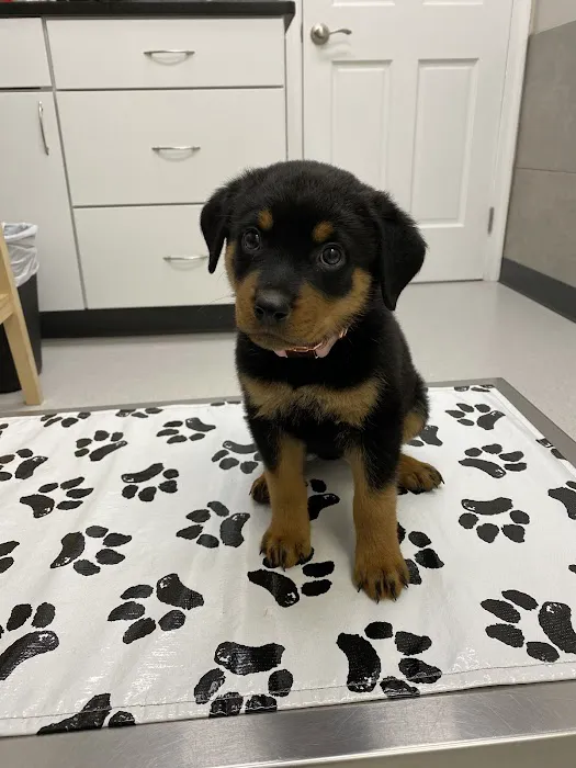 Oakton-Vienna Veterinary Hospital Picture 10